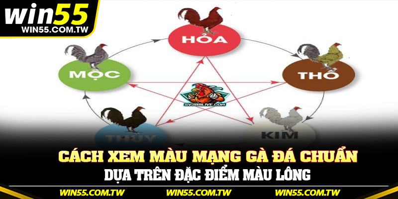 Cách xem màu mạng gà đá chuẩn dựa trên đặc điểm màu lông