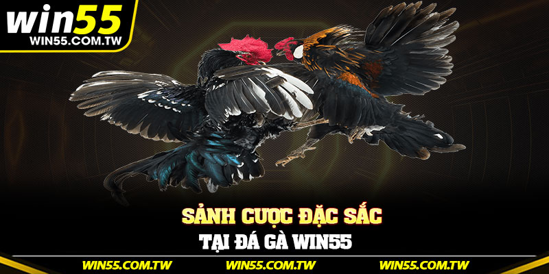 Sảnh cược đặc sắc tại đá gà Win55